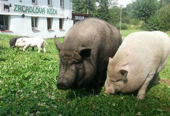 Fotogalerie – Zrcadlová Koza