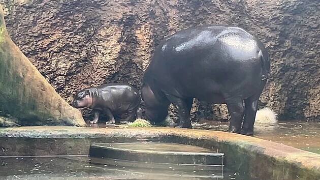 Hrošík liberijský v dvorské zoo už může do bazénu, voda ho ale zatím neláká