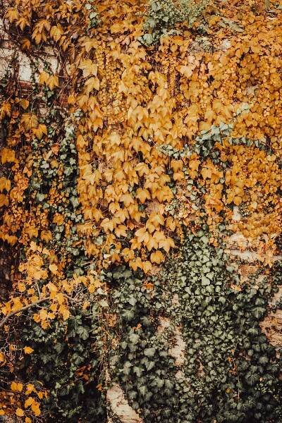 Free Vibrant autumn ivy leaves covering a rustic wall, showcasing golden and green hues. Stock Photo