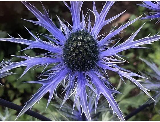 ERYNGIUM - máčka - Lukon Glads s.r.o.