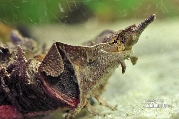 Matamata třásnitá | Naturfoto.cz