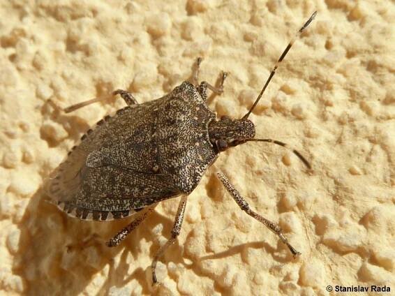 Halyomorpha halys - kněžice mramorovaná | Pentatomidae - kněžicovití | Natura Bohemica