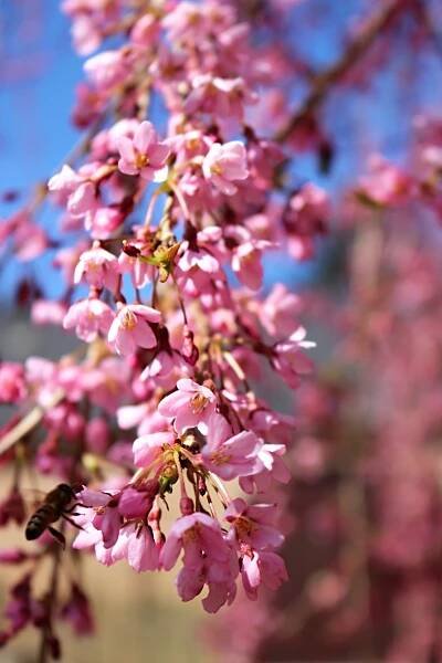 Slivoň chloupkatá Pendula (Prunus subhirtella)