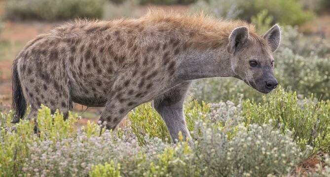 Hyena skvrnitá – Wikipedie