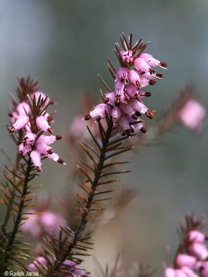 Erica carnea | Květena Šumavy