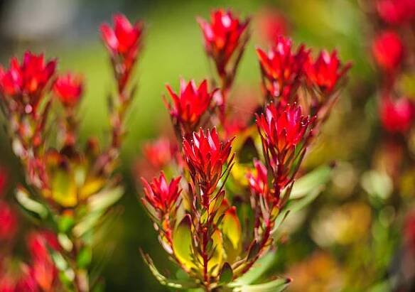 devils blush leucadendron salignum - australský rodák květina - proteaceae - stock snímky, obrázky a fotky