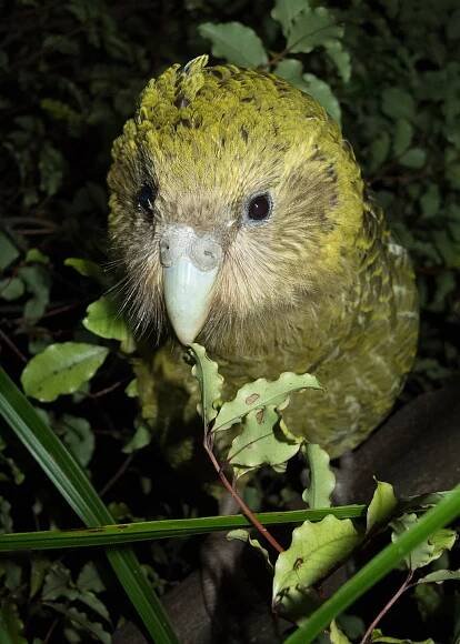 a kakapo