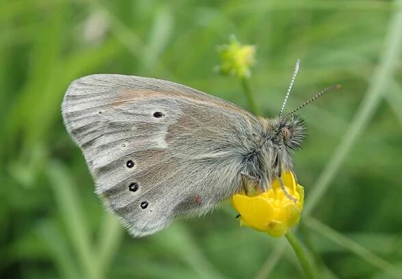 Obrázek - Coenonympha tullia (okáč stříbrooký) | BioLib.cz