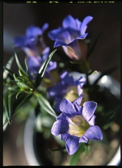 Hořec/Gentiana scabra - detail