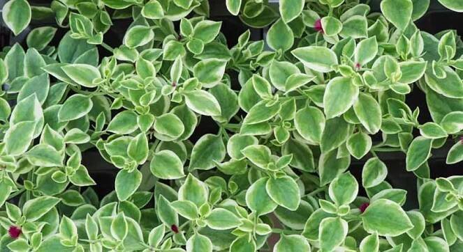 Andrographis paniculata Benefits