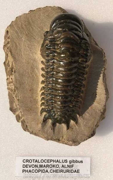 Zkameněliny | 7.PALEOTABULE-TRILOBITI SVĚT 2 | Arnošt Hanák