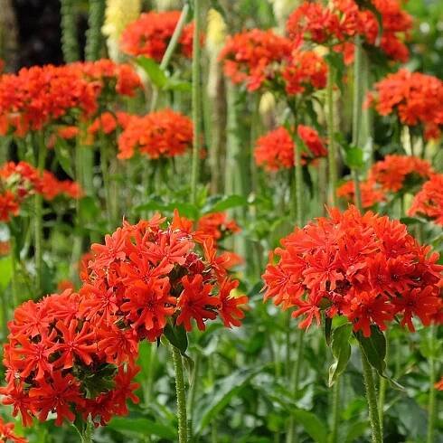 Lychnis chalcedonica