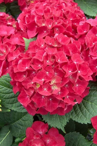 Hydrangea macrophylla Speedy Red