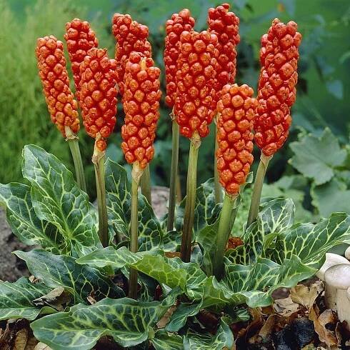 Italský obrázek – Arum italicum, vzácný, listy viditelné v zimě – 5 cibulek