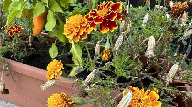 Afrikán, aksamitník rozkladitý (Tagetes patula)