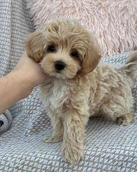 Nádherná mini štěňata Maltipoo s PP - foto 2