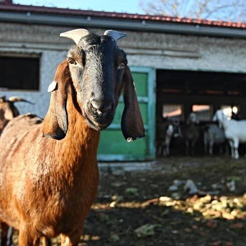 Hlavním znakem anglonubijských koz jsou dlouhé svislé uši. Od ostatních plemen se liší i tím,  že mají vysokou dojivost. Jejich mléko je sladké a zdravé | foto:  Jaroslav Šnajdr / MAFRA / Profimedia,  Profimedia