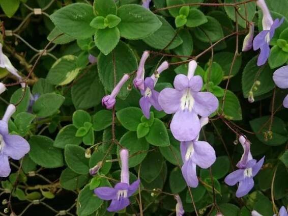 Streptokarpus | Tořivka | Streptocarpus