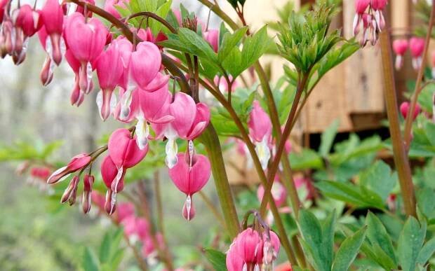 Dicentra formosa
