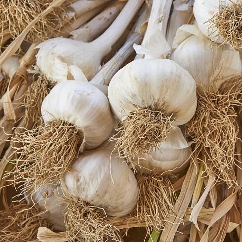 Sadbový česnek Messidrome – Allium – cibuloviny – prodej česneků