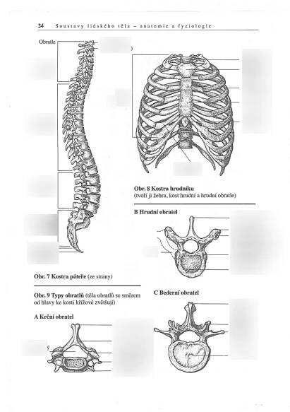 páteř, hrudník, obratle Diagram | Quizlet