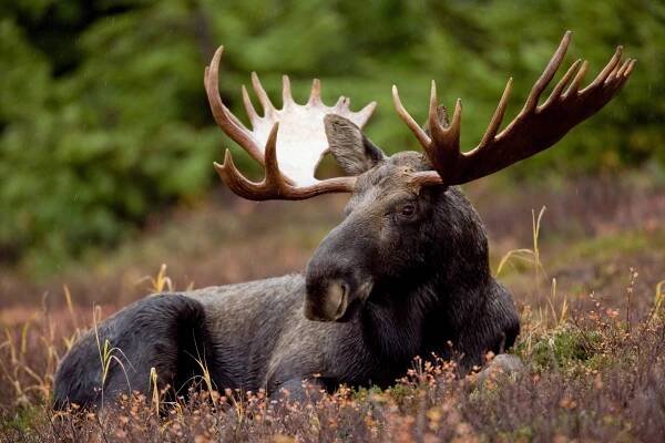 2025 Moose Hunting Program - CIRI