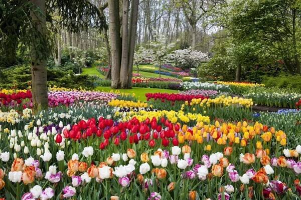 Zájezd pro školy Jarní Holandsko – ráj tulipánů