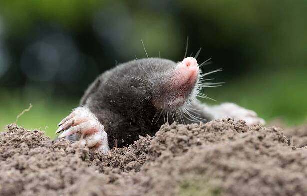 Mole-juefraphoto-Shutterstock.jpg-