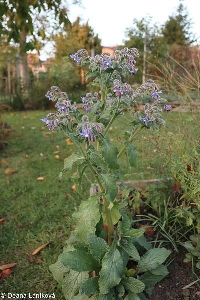 Borago officinalis – brutnák lékařský
