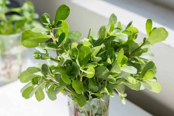 Is purslane really good for you? Here's what the science says