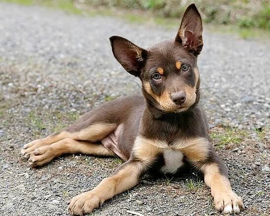 Psí plemeno Australská kelpie - VášChovatel.cz