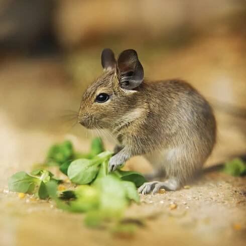 Osmák degu