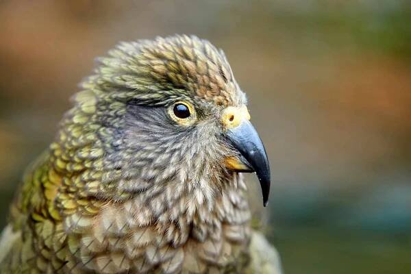 Portrét alpského papouška, Kea, Nestor notabilis, chráněný olivově zelený papoušek se šarlatovými podbřišky. Endemie na Nový Zéland. Boční pohled, skalnaté zázemí, přírodní prostředí. — Stock obrázek