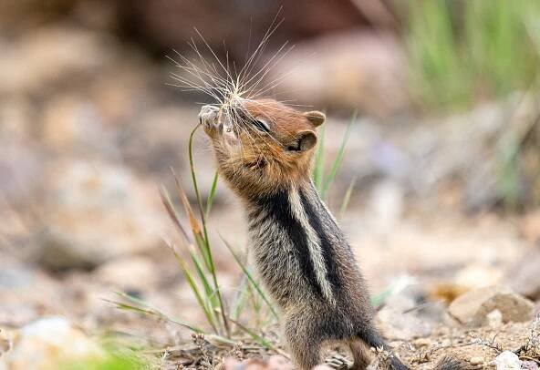 Wildlife & Nature — Simon Rogghe Photography