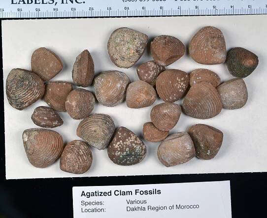 Dinosaur Tracker Drawer 1 Museum Fossils