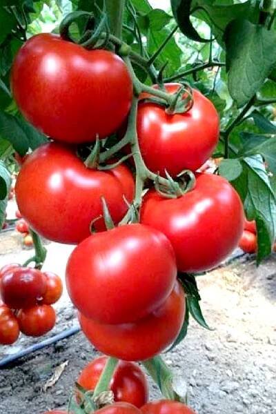 Tomatoes - 6