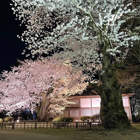 Visiting Hirosaki for Cherry Blossom Was an Unforgettable Experience. Castle Parks, Mt Iwaki and Many more | Yorozuya