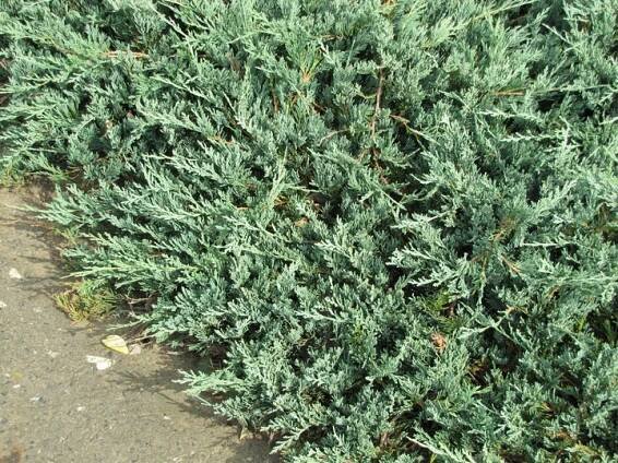 Jalovec plazivý 'Jade River' (Juniperus horizontalis) – sazenice