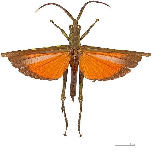 Aeolacris caternaulti