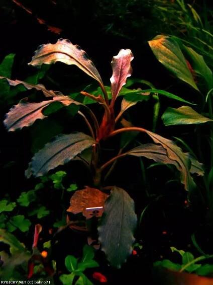 Bucephalandra sp. color leaf  | © bahno71