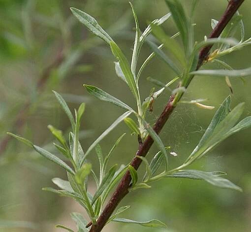 Salix elaeagnos