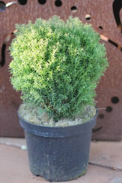 THUJA OCCIDENTALIS ´TEDDY´