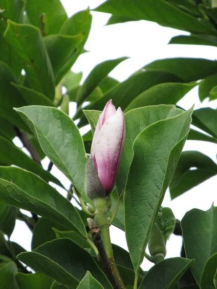 Soubor:Magnolie poupě.jpg – Wikipedie