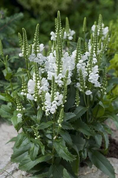 Řetězovka bílá - Physostegia virginiana ´ALBA´(kont. 9x9 cm)