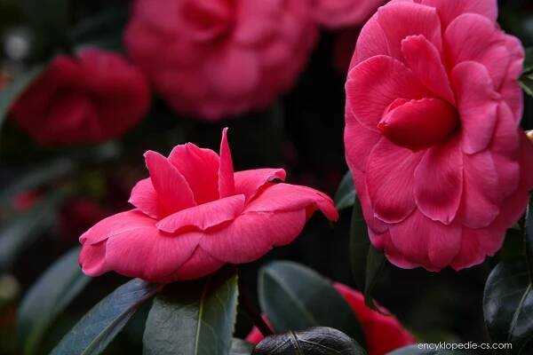 Kamélie japonská (Camellia japonica), květy, květenství