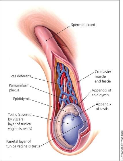 Epididymitis: An Overview | AAFP
