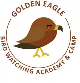Golden Eagle - Bird Watching Academy