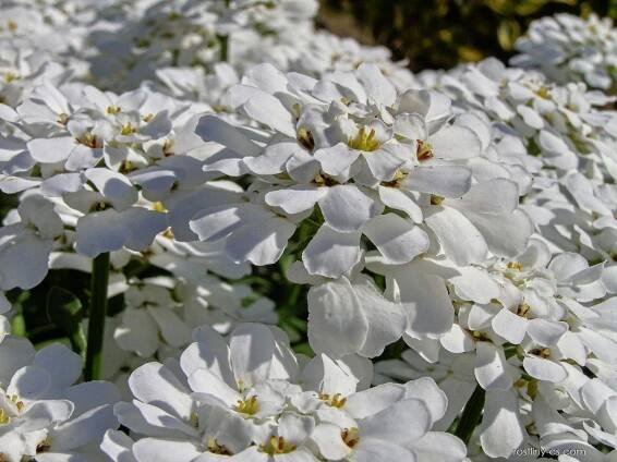 Iberka vždyzelená (Iberis sempervirens)