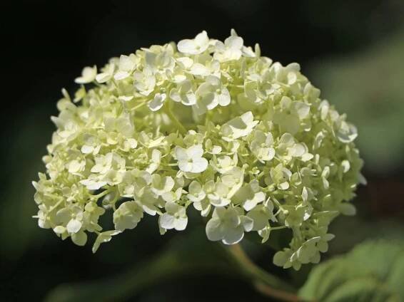 Hortenzie STRONG ANNABELLE