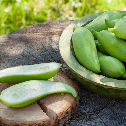 Gigantická ačokča – Cyclanthera pedata – prodej semen ačokči